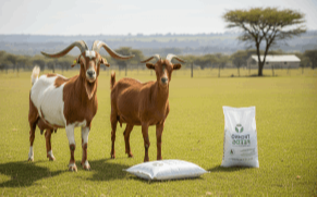 Cattle Feed