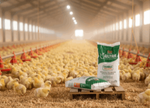 Chicken Feed