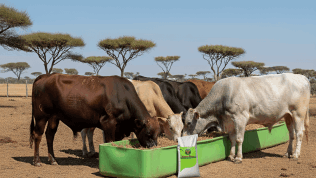 Cattle Feed