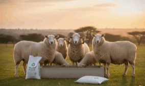 Cattle Feed