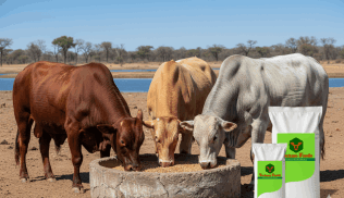 Cattle Feed