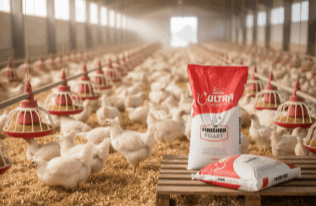 Chicken Feed
