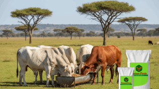 Cattle Feed