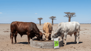 Cattle Feed