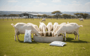 Cattle Feed