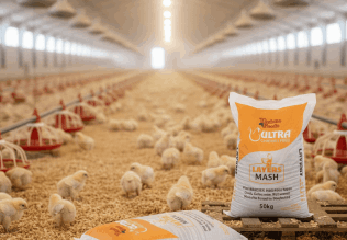 Chicken Feed